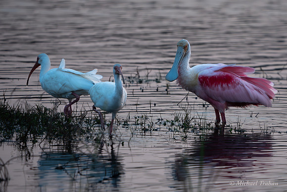 Rosette Spoonbill and White Ibis