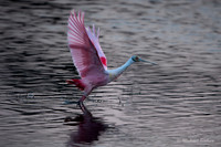 Rosette Spoonbill