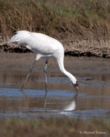 Whooping Crane