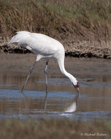 Whooping Crane
