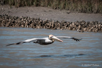 Brown Pelican