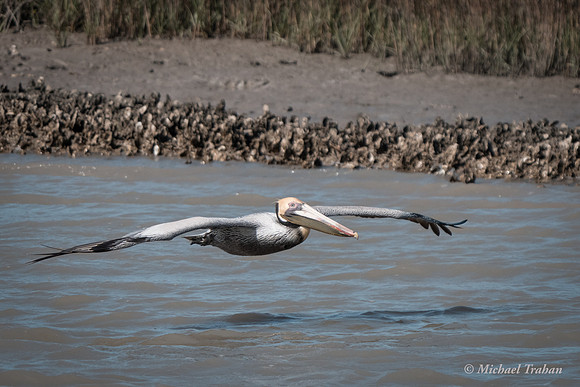 Brown Pelican