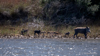 Wild Boar