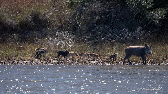 Wild Boar