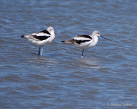 American Avocet