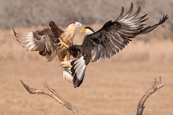 Crested Caracara