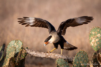 Crested Caracara