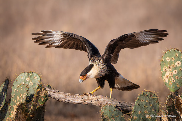 Crested Caracara