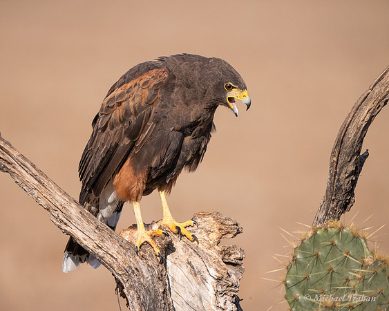 Harris's Hawk