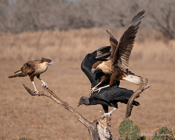 Crested Caracara