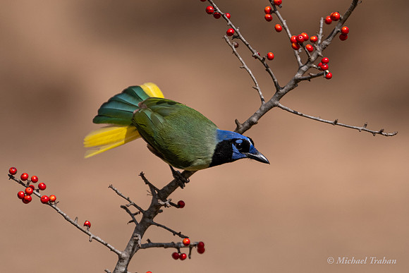 Green Jay