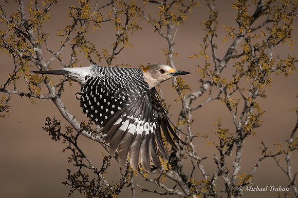 Golden-fronted Woodpecker
