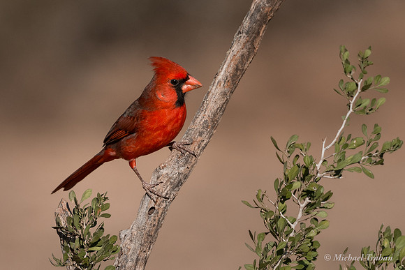 Northern Cardinal