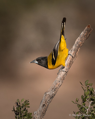 Audubon's Oriole