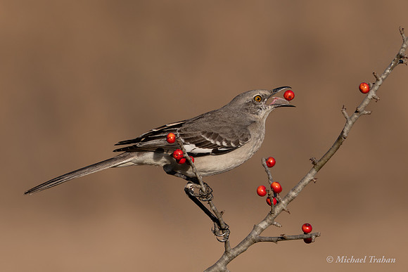 Northern Mockingbird