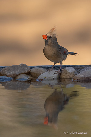Northern Cardinal