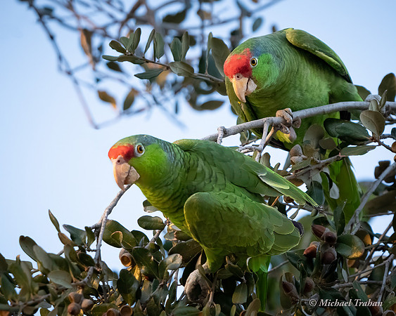 Red-fronted Amazon parrot