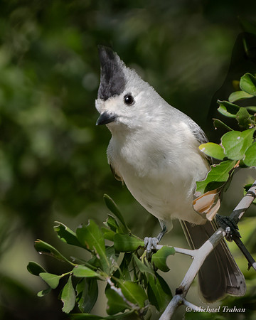 Black-crested Titmouse