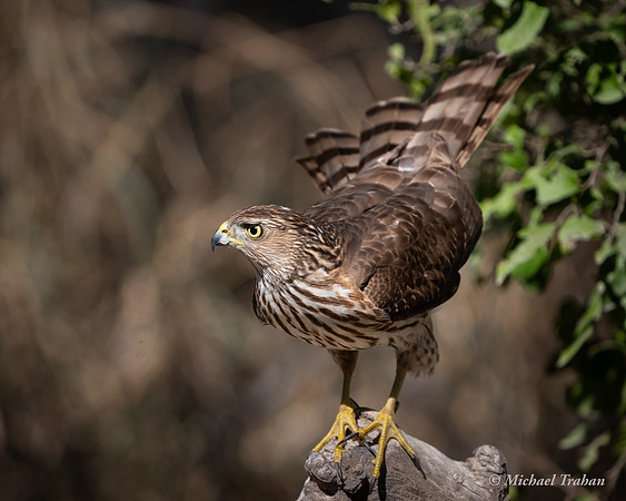 Cooper's Hawk