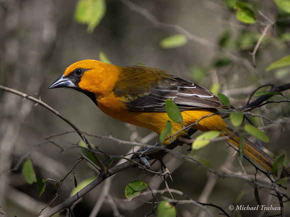 Altimera Oriole