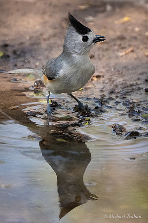 Black-crested Titmouse
