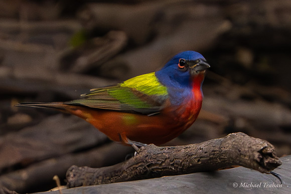 Painted Bunting