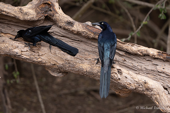 Great-tailed Grackle
