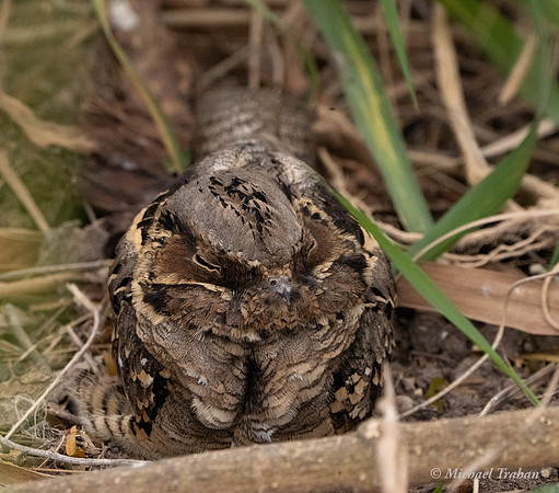 Common Paraque