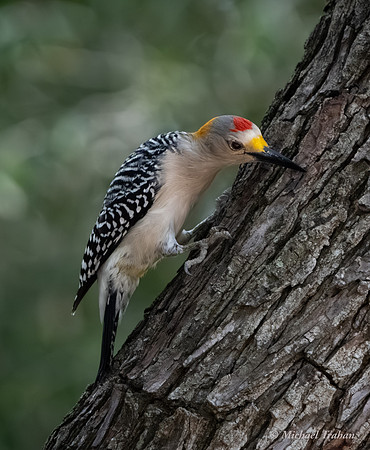 Golden-fronted Woodpecker