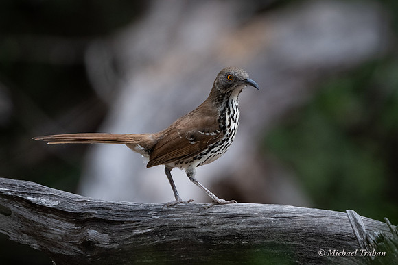 Long-billed Thrasher