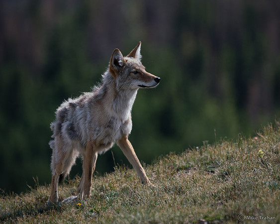 Coyote