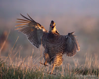 Greater Prairie Chickens on a lek in Wisconsin