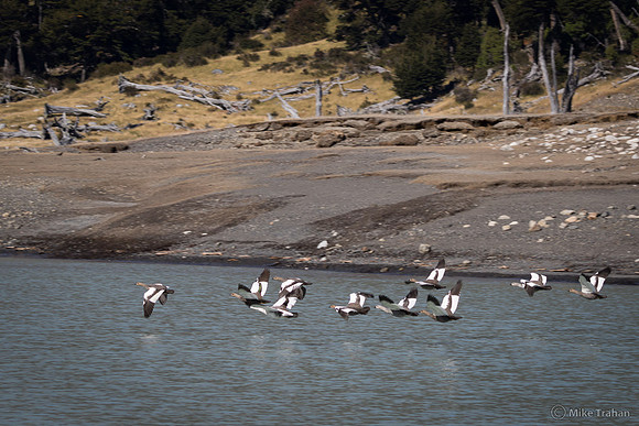 Upland Geese Flying
