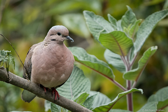 Eared Dove