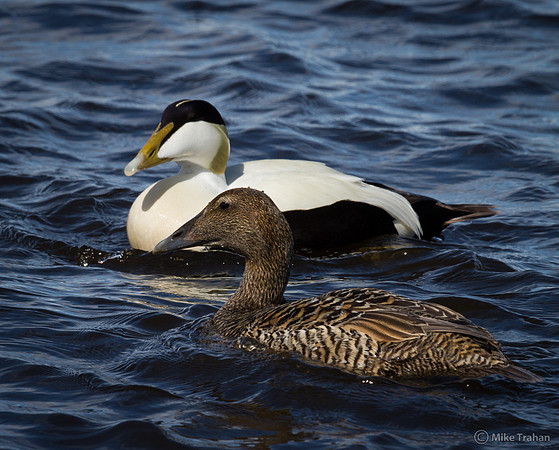 Common Eider