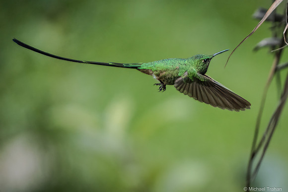 Black-tailed Trainbearer