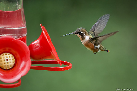 Female White-bellied Woodstar