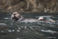 Sea Otter