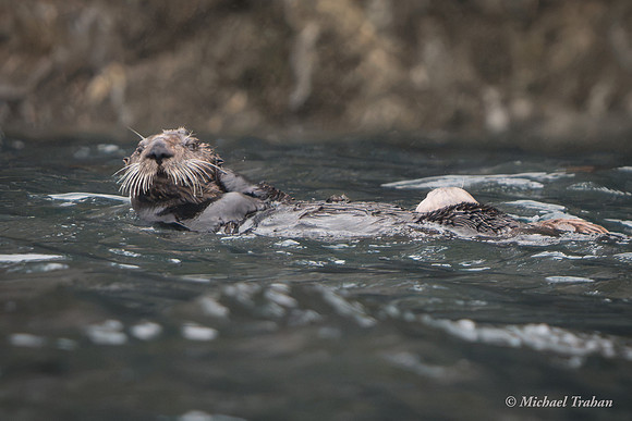 Sea Otter