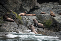 Sea Lion