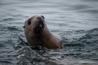 Sea Lion