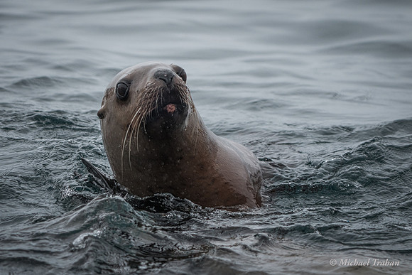 Sea Lion