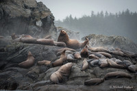 Sea Lion