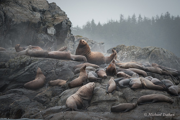 Sea Lion