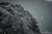 Black-legged Kittiwake