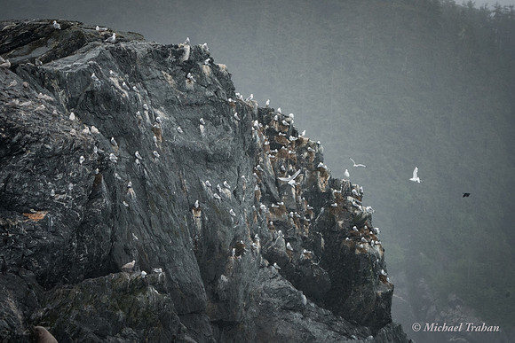 Black-legged Kittiwake