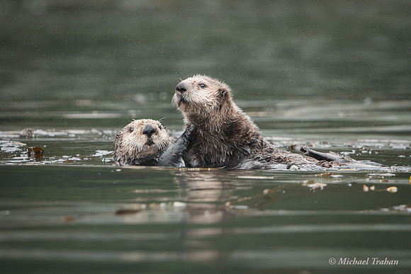 Sea Otter