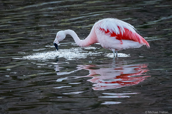 Andean Flamingos