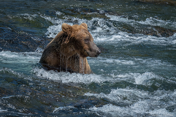 Brown Bears at Brooks Falls