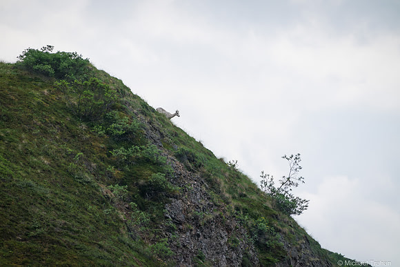 Denali National Park in June